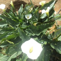 Zantedeschia aethiopica (L.) Spreng.